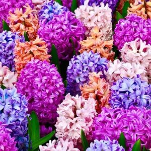 💝🛍💝🛍💝🛍💝🛍💝🛍💝🛍💝🛍💝🛍